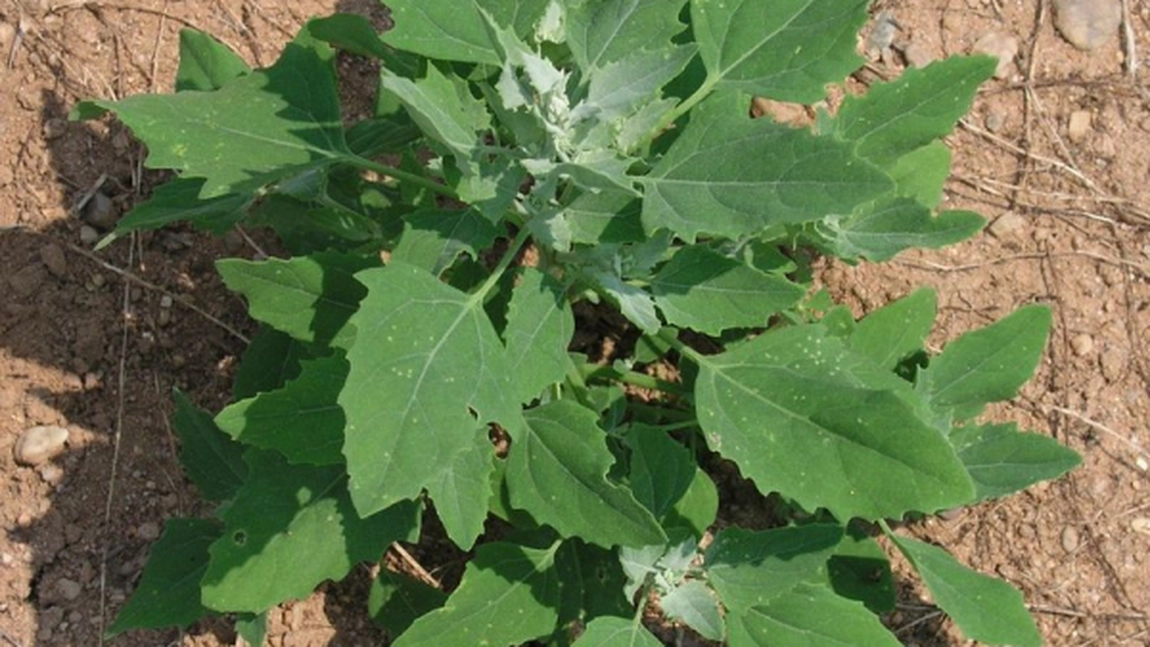 Caprita, o planta nelipsita din alimentatia bunicilor. Vezi cum se prepara placinta cu caprita, o delicatesa in satele din sudul tarii