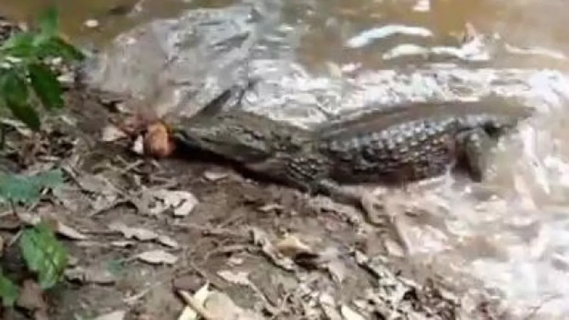 Un aligator a atacat un tipar electric si a murit cu prada in gura - VIDEO