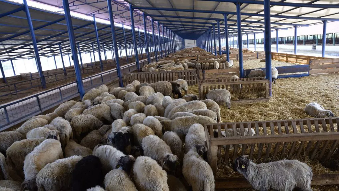 Crescătorii de ovine din Iaşi încă mai pot depune aceste documente la Direcţia Agricolă