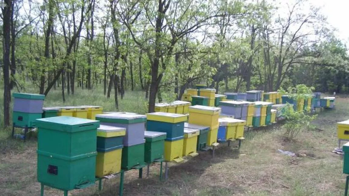 Crescătorii de albine din Iași, verificați de ANAF