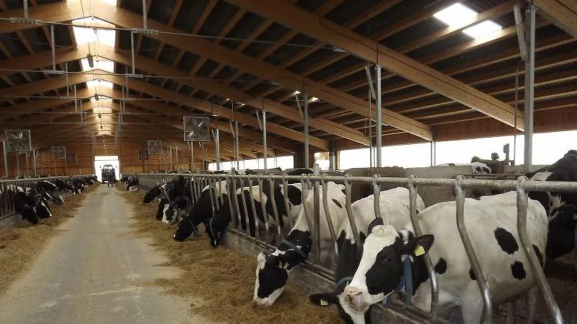 Crescătorii de bovine din Iași primesc banii de la APIA