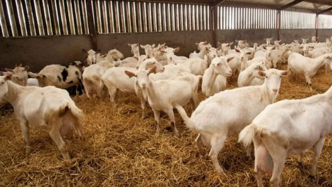Crescătorii de ovine și caprine încasează avansul începând de luni