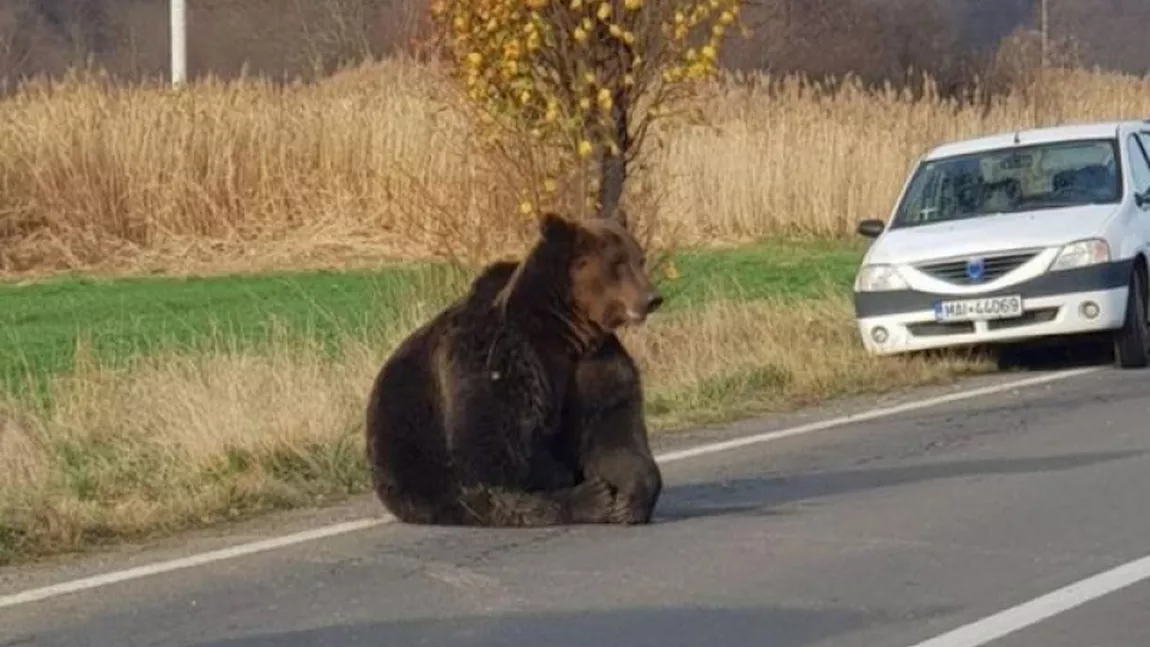 Cazul ursului lăsat să agonizeze 18 ore pe șosea. Ce a primit șoferul care a lovit animalul - FOTO