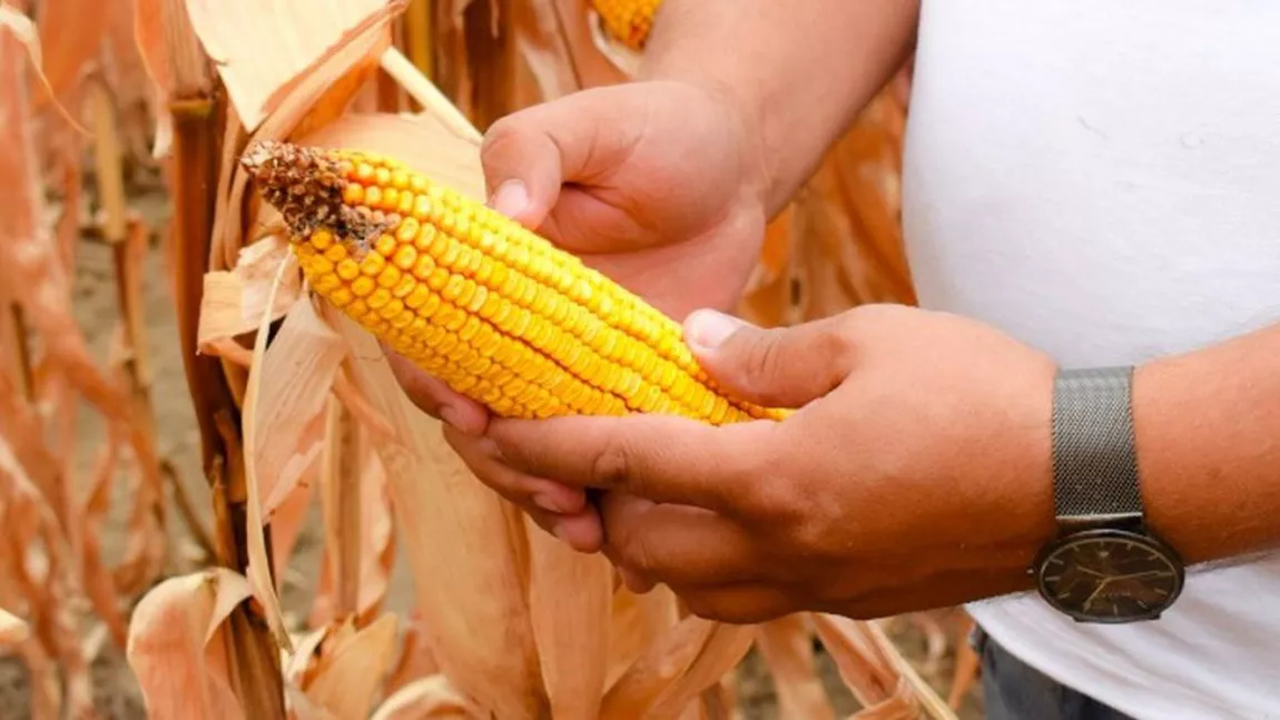 Iată cât încasează cultivatorii de porumb de la APIA, anul acesta