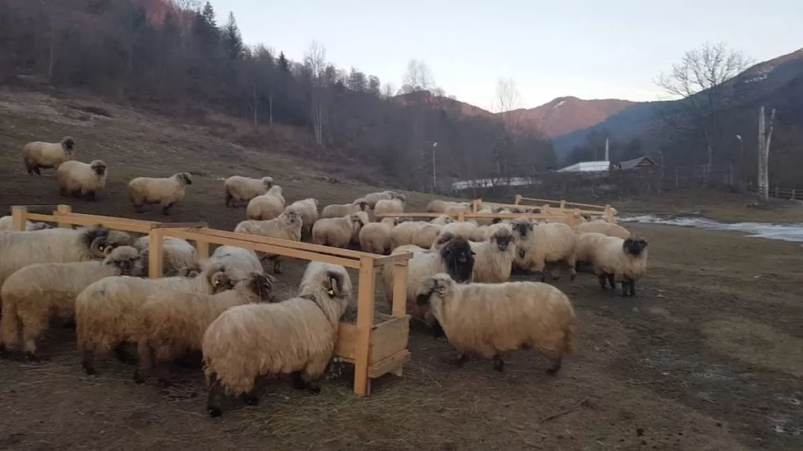 Criza forței de muncă din Iași, rezolvată cu ajutorul angajaților străini. Fermier din Iași: 