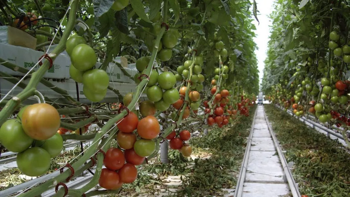 Ce se întâmplă cu programul de minimis la tomate? Producătorii ieșeni nu pot depune actele