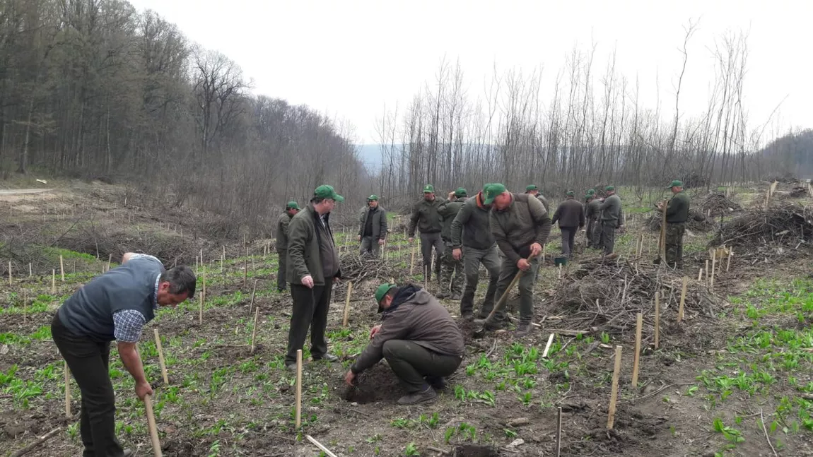 Stop fake-news-urilor! Adevărul despre tăierile de arbori din pădurea Bârnova! Iată ce spun specialiștii în silvicultură - FOTO