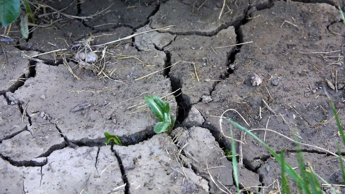 Fermierii din Iași afectați de seceta extremă au trei zile la dispoziție pentru a înștiința primăriile