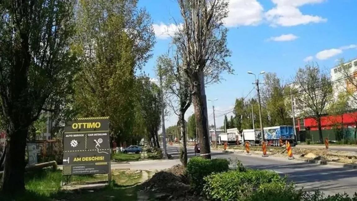 Servicii Publice SA toaletează arborii din municipiul Iași. Lista cartierelor unde vor fi efectuate lucrări