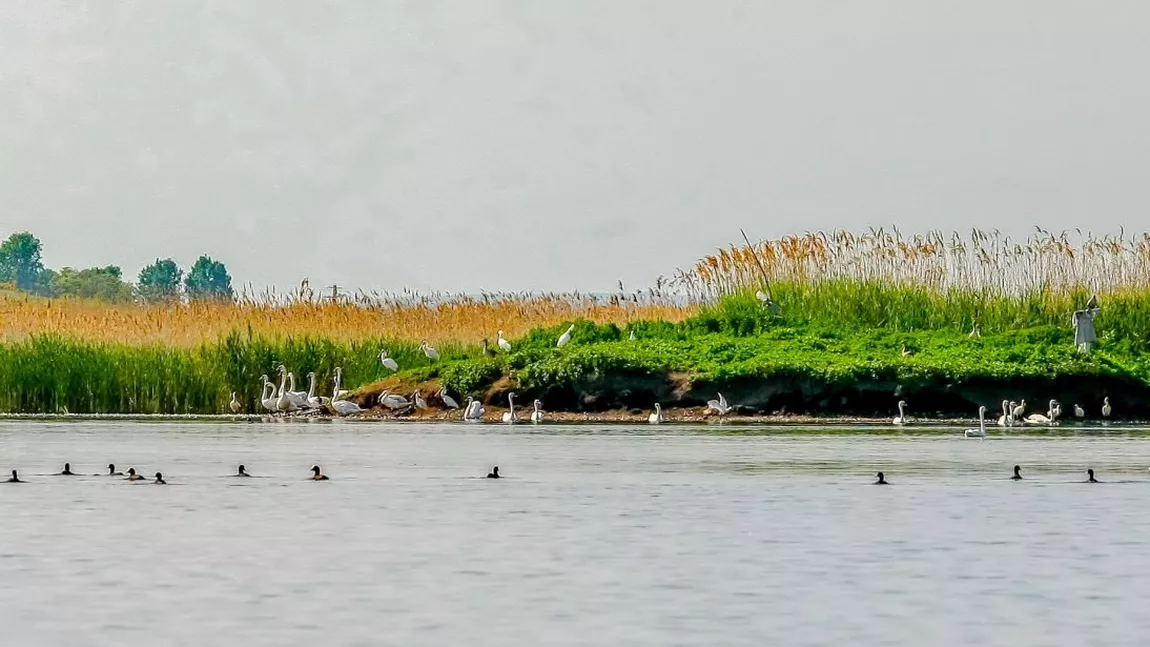 GALERIE FOTO cu minunea naturală din Larga Jijia. Delta Moldovei, la câţiva kilometri de Iaşi