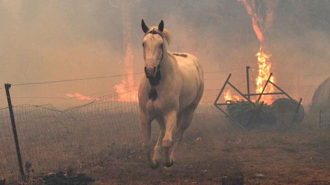 Aproximativ 3 miliarde de animale, ucise sau strămutate din cauza incendiilor din Australia