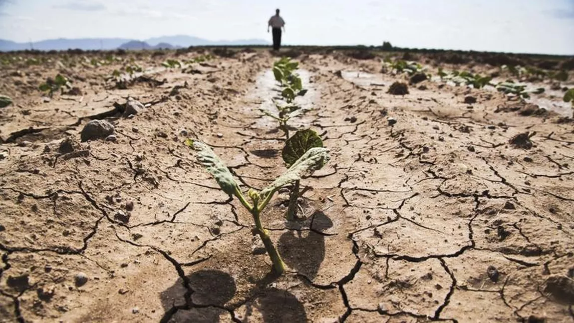 Tinerii fermieri din Iași abandonează afacerile din agricultură după ce culturile au fost distruse de seceta extremă din 2020! Așteaptă disperați banii pentru despăgubiri de la Ministerul Agriculturii și Dezvoltării Rurale