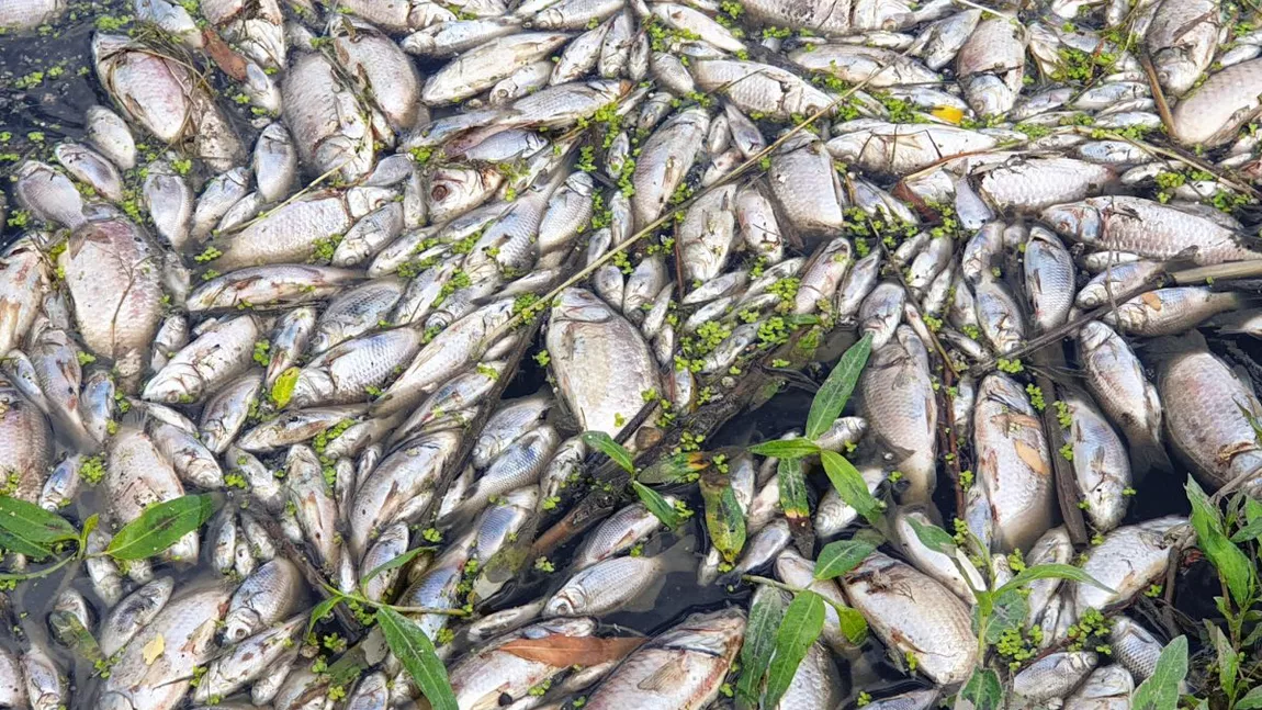 Dezastru ecologic la Iași! Apa neagră și pești morți găsiți, pe Bahlui, de universitarul și cercetătorul Silviu Gurlui - Galerie Foto