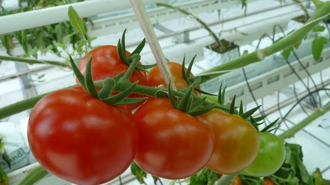 Vin banii pentru legumicultorii din Iași înscriși în programul Tomata. Producătorii vor primi 1,1 milioane de lei pentru roșiile cultivate în sere