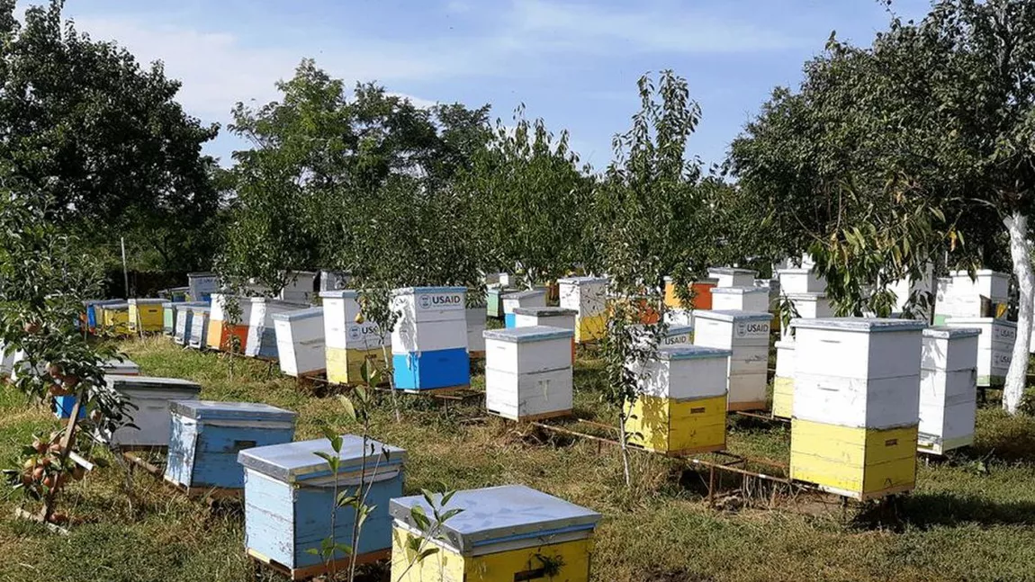 Apicultorii din Iași care vor un ajutor de minimis de 25 de lei pe familia de albine mai pot depune cererile la Direcția Agricolă. Termenul a fost prelungit până la 15 septembrie 2020