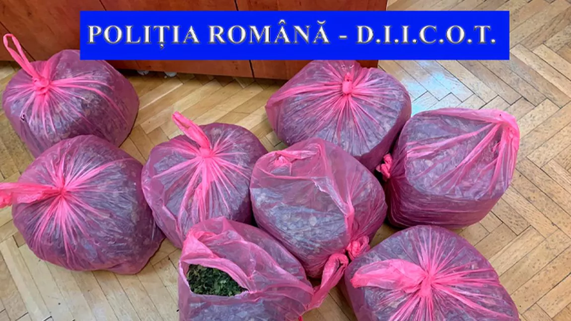 Captură-record de droguri la Iași! Bărbat, prins cu 25 de kilograme de substanțe interzise! Dus la audieri, individul a susținut că a vrut să importe frunze de ceai!