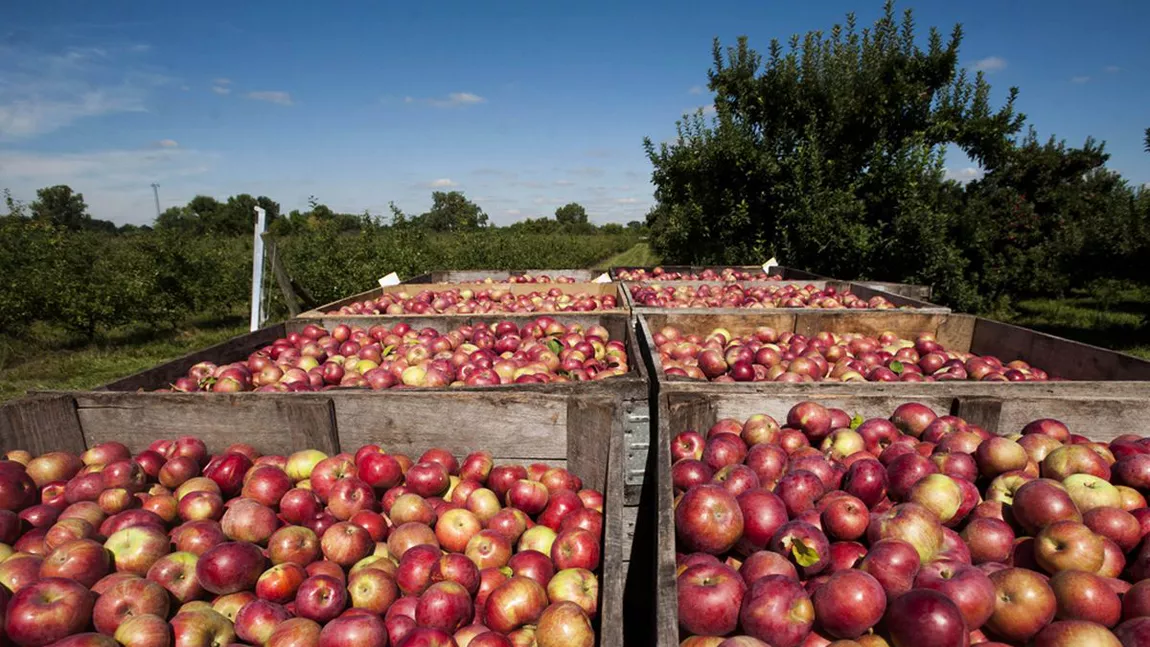 Producția de mere din anul 2020, din livezile pomicultorilor ieșeni, a ajuns în supermarketuri. Producătorii au obținut un preț bun pe kilogramul de fructe românești