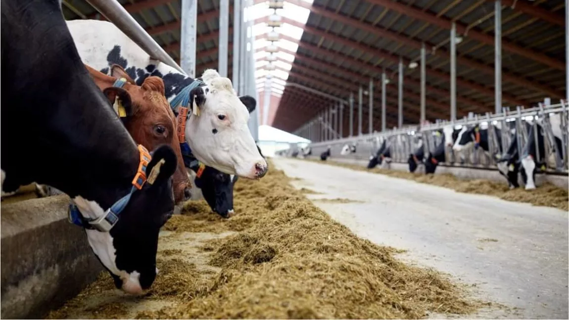 Crescătorii de bovine din Iași primesc aproape 2 milioane de euro, bani de la APIA, pentru sprijinul cuplat. Subvențiile intră în conturi în această săptămână