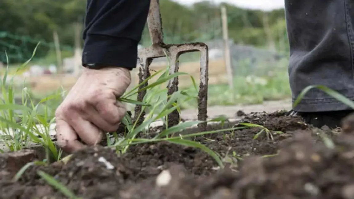 Cum scapi definitiv de buruieni. Astfel, vei avea o grădină curată