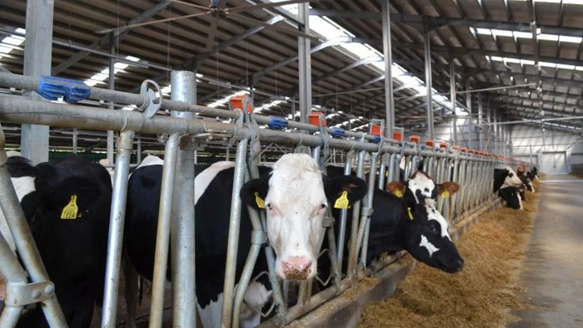 Fermierii din Iași, nemulțumiți de ajutorul național tranzitoriu de 5 lei pentru bovine. APIA va începe plățile din luna aprilie 2021, suma totală aprobată fiind de 500.000 de lei