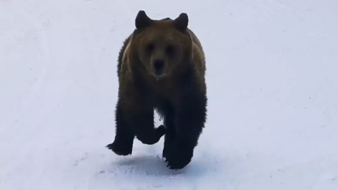 Un schior din Predeal a filmat un urs, care se afla pe urmele lui. Totul a avut loc pe pârtia Cocoșul - VIDEO