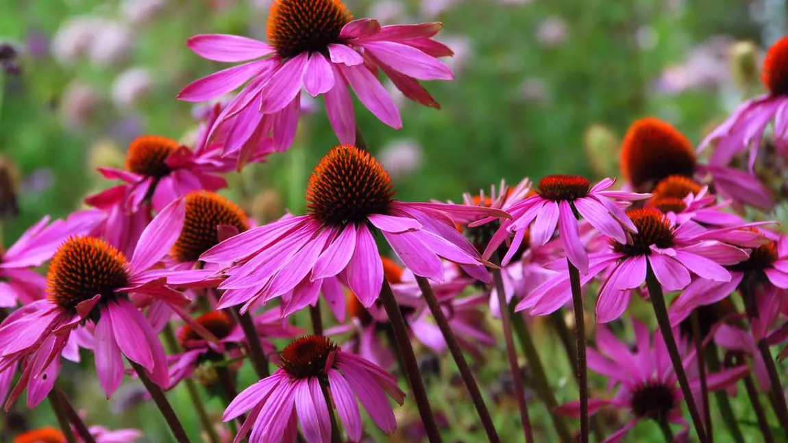 Echinacea: cum se folosește această plantă care întărește imunitatea