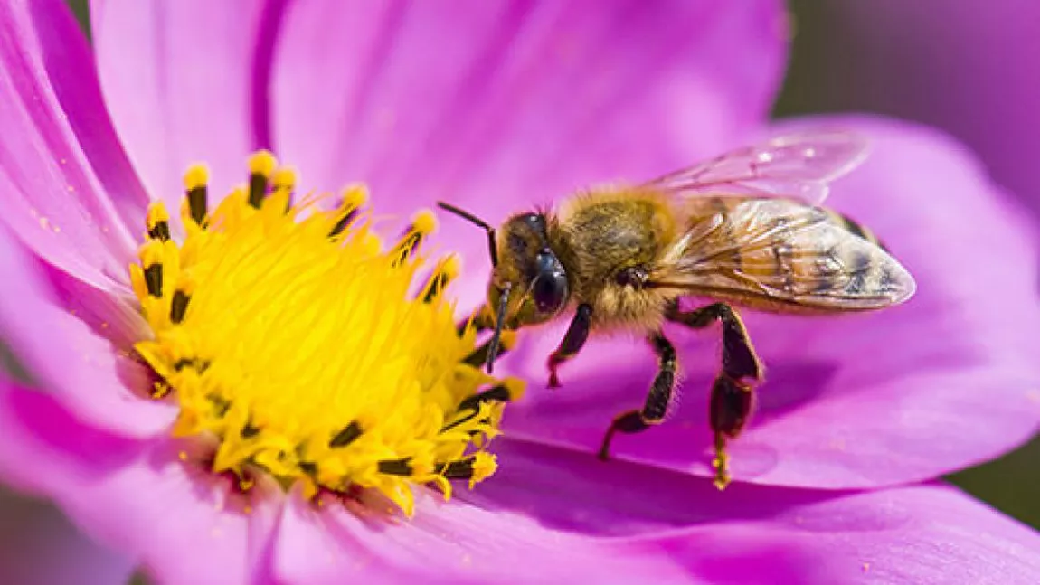 Cât trăiește o albină: Întrebarea la care orice apicultor știe răspunsul