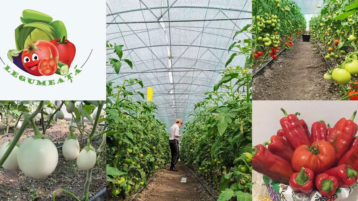 Cum a reușit o tânără din Iași să facă bani din agricultură, cu legume fără chimicale, cultivate după sfaturi din bătrâni. 