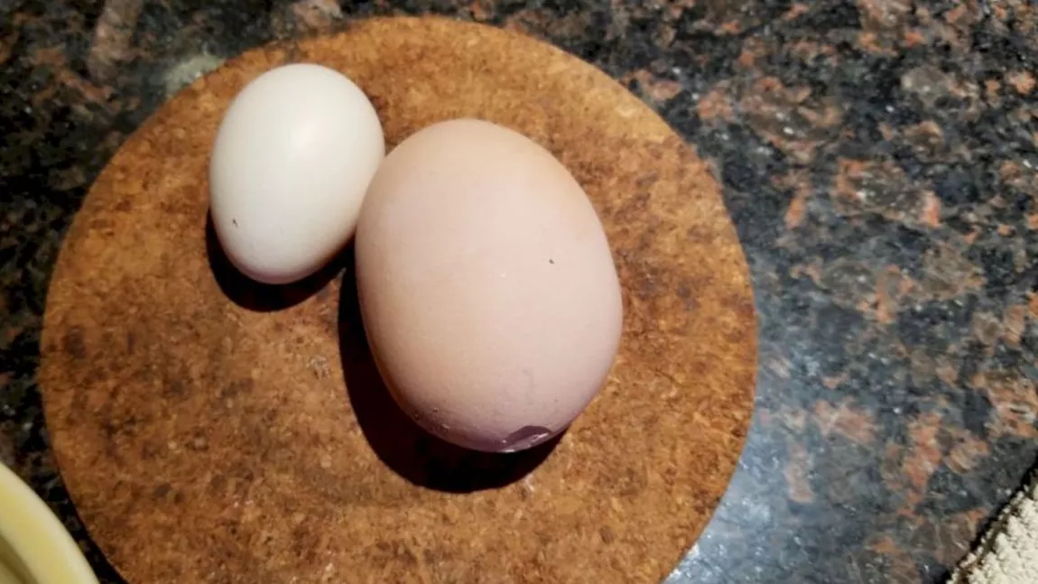Găina unui gospodar a făcut un ou gigant care i-a adus sfârșitul. Ce era în acesta