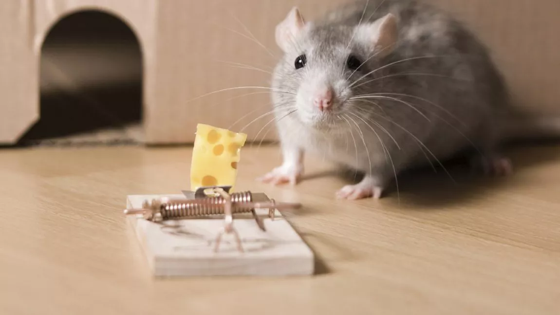 Ce înseamnă când visezi șoareci: Semnificația visului