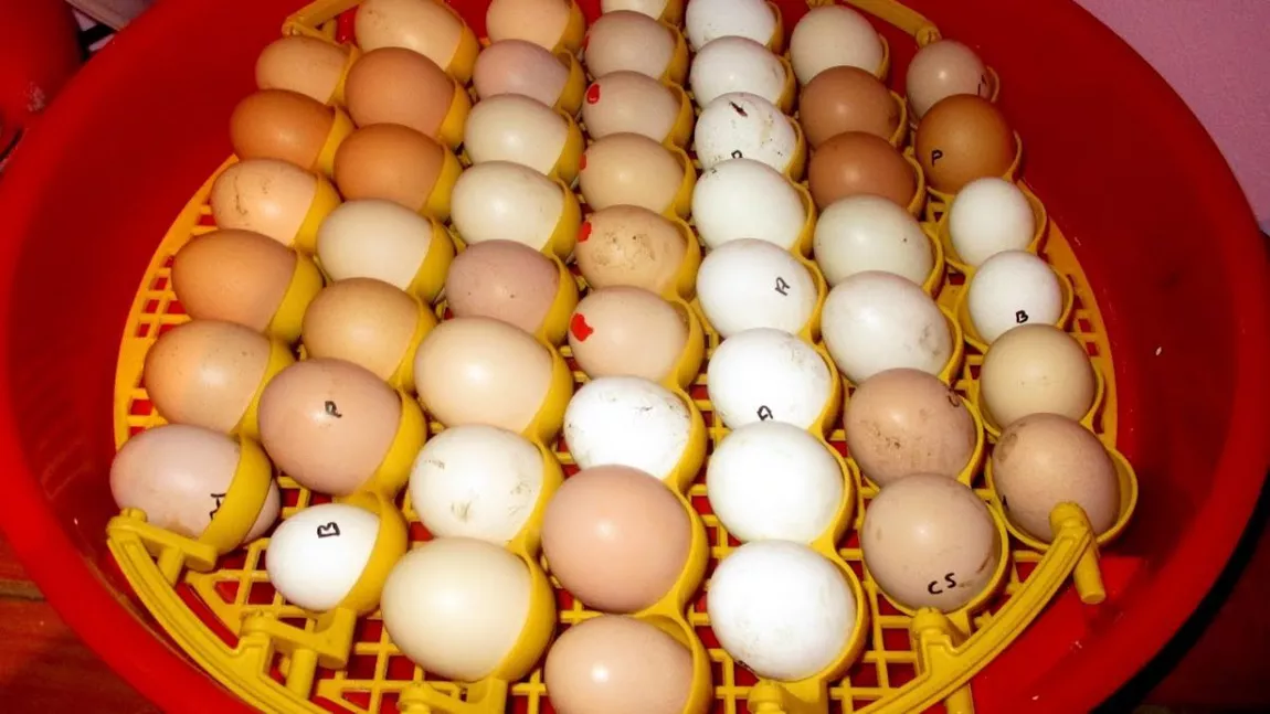 Sute de mii de ouă și carne de pasăre, vândute cu orgine falsă pe piața românească. ANSVSA anunță controale