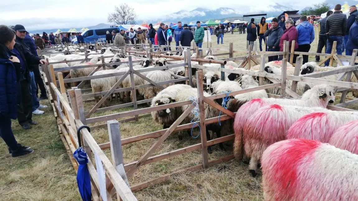 „Târgul Crescătorilor de Animale din Iași”, ediția I 