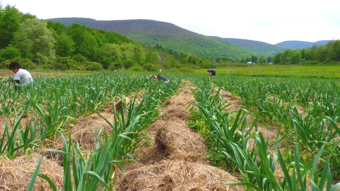 Producătorii de usturoi din Iași care vor să primească subvenția de 3.000 de euro, trebuie să aducă la Direcția Agricolă documentele justificative vânzării