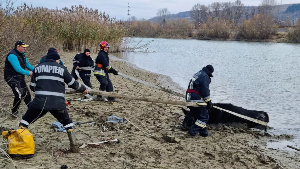 Misiune de salvare la malul Siret. Trei bovine au rămas blocate în albia râului