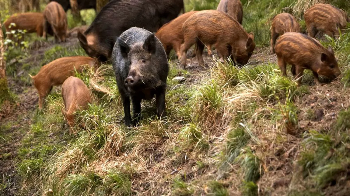 Săptămânal apar în Iași noi cazuri de pestă porcină, la mistreți! Efectivele de porci din județ au fost reduse la jumătate, iar medicii veterinari încearcă să stingă focarele din gospodării