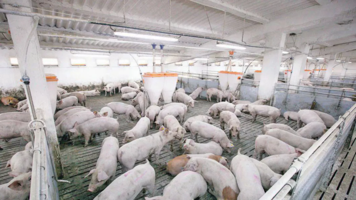 Fermierii din Iași pot solicita fonduri europene pentru protejarea afacerilor de pesta porcină africană! AFIR a virat în conturile beneficiarilor sute de mii de euro
