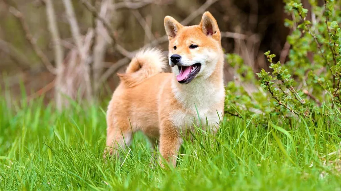 Multă lume caută un câine Shiba Inu de vânzare. Cum trebuie îngrijit un astfel de animăluț