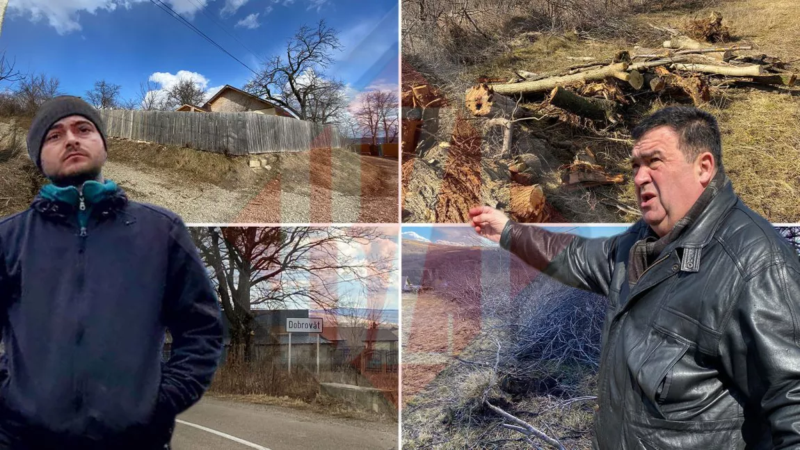 Scandal în comuna Dobrovăț după ce vecinul i-a retezat copacii bătrâni, de 70 de ani, ca să lărgească drumul! Mihăiță Ioviță: ”Polițistul nici nu a vrut să se uite” - FOTO/VIDEO
