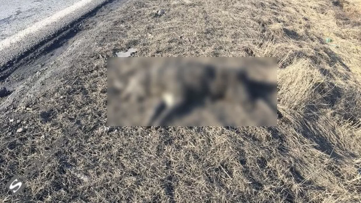 Câini morți pe marginea unui drum european din Cluj, lăsați de izbeliște