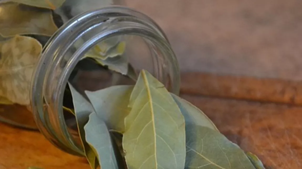 Ceai de dafin: Mod de preparare știut din antichitate