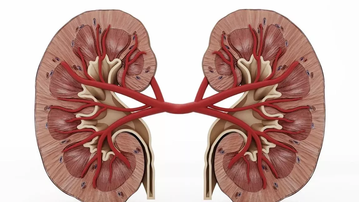 Nefronul: Unitatea funcțională a rinichiului