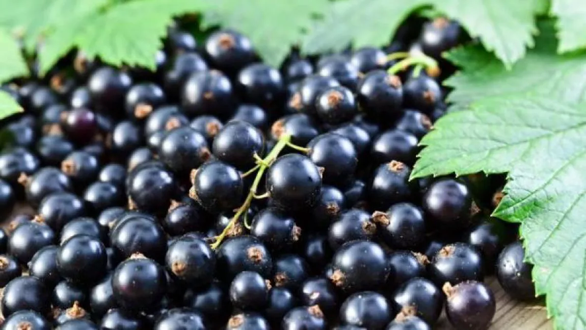 Coacăze negre - Beneficii pe care ni le pot aduce aceste fructe de pădure 