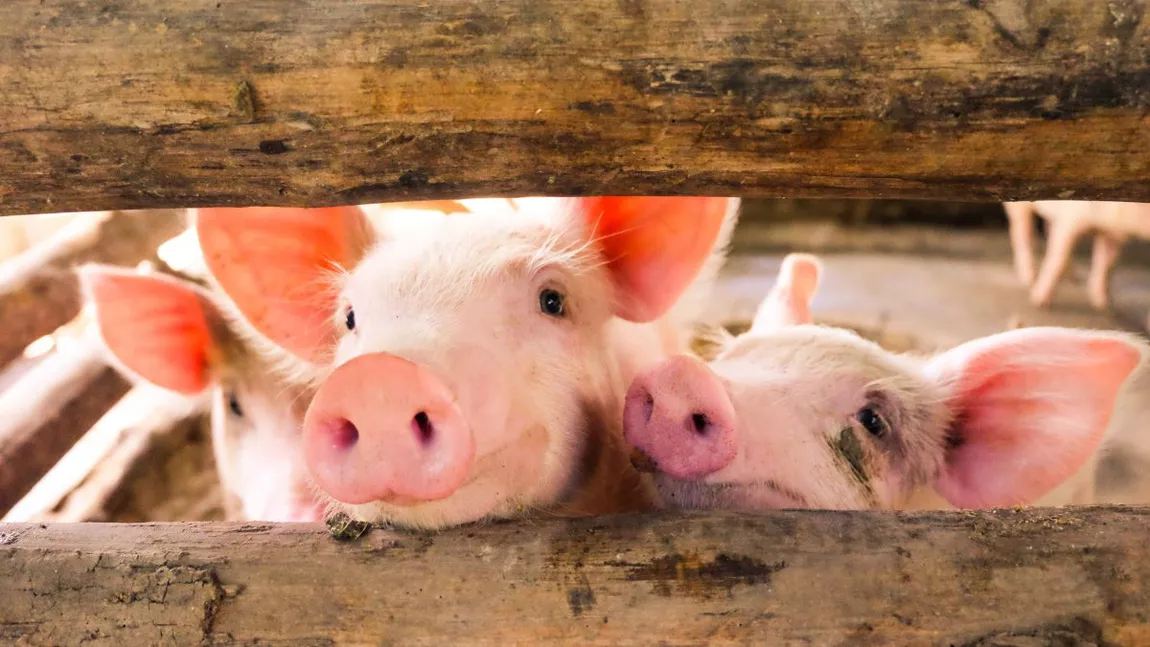 Cât rezistă virusul pestei porcine africane și cum se poate transmite: Află totul de la specialiști