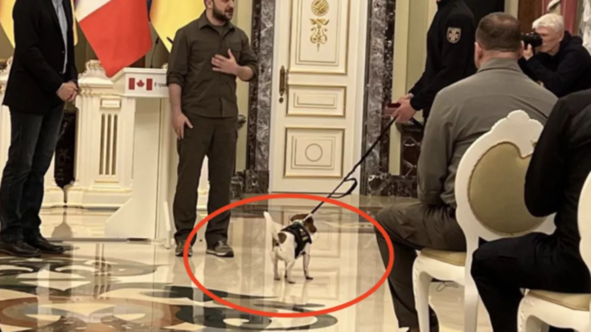 Patron, câinele care ajuta soldaţii ucraineni a fost decorat de preşedintele Volodimir Zelenski - FOTO, VIDEO