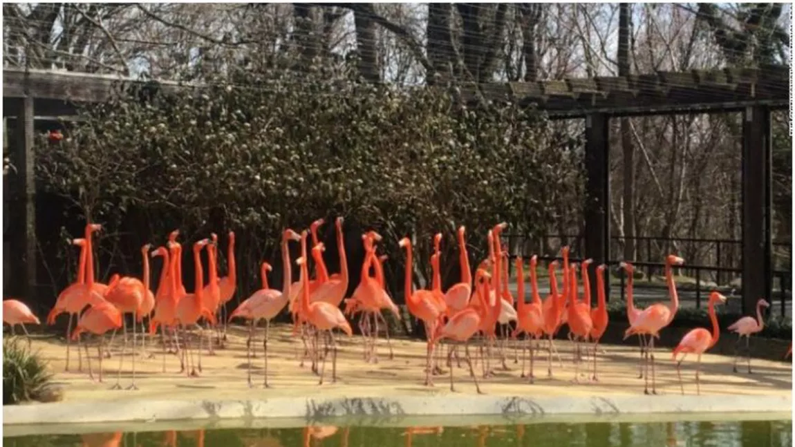 La o grădină zoologică din SUA, o vulpe sălbatică a ucis 25 de flamingo și o rață
