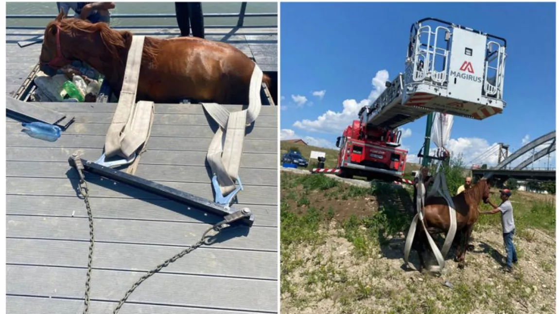 Într-un cartier din Alba, un ponton de 80.000 de euro s-a prăbușit sub greutatea unui cal