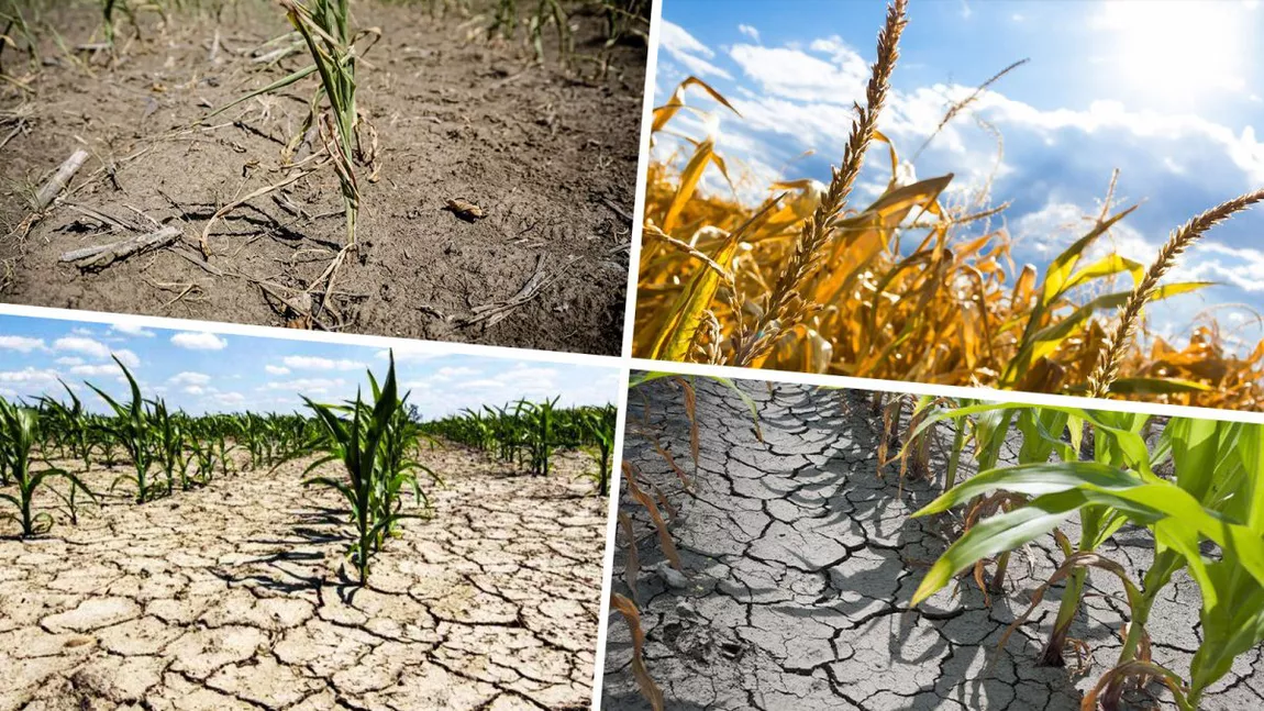 Suprafața afectată de secetă, în Iași, a ajuns la 80.000 de hectare. Fermierii mai pot depune cereri la primării