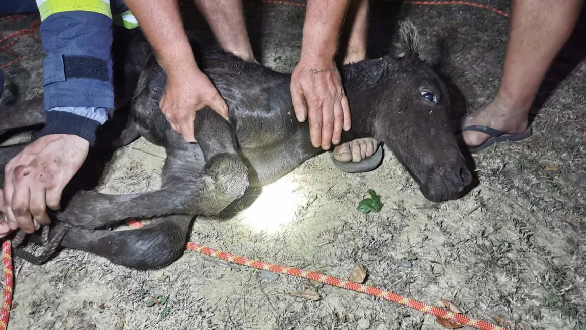 Un căluț a fost salvat de pompierii ieșeni dintr-o fântână - FOTO