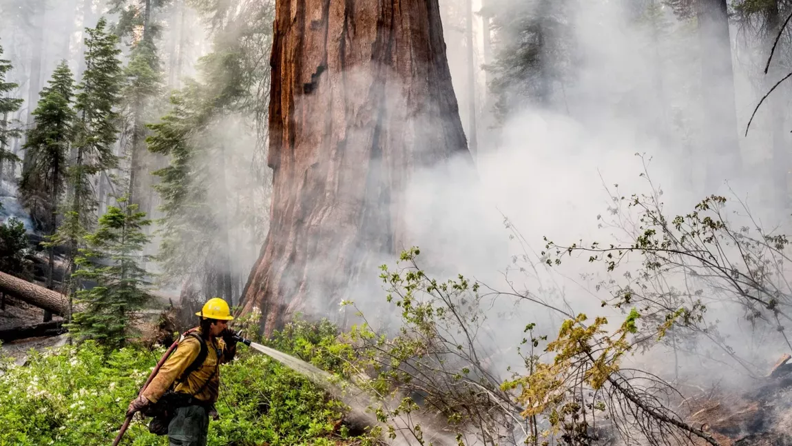 Incendiul din California se extinde amenințător spre pădurea cu cei mai mari copaci din lume