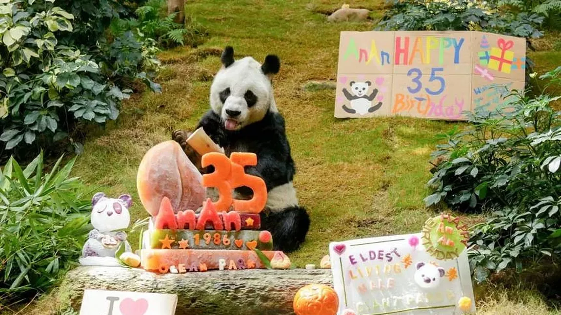 A murit cel mai bătrân urs panda ținut în captivitate